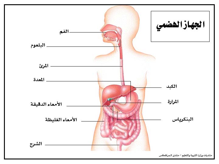 صورة الجهاز الهضمي عند الانسان 20160710 20