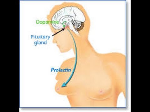هرمون البرولاكتين عند البنات - المسئول عن هرمون اللبن في الغدد لدي الفتيات Hqdefault 499