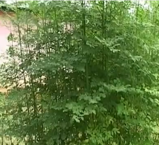 نسفت بيها جسمي - فوائد عشبة المورينجا للتخسيس Moringa Oleifera Tree3