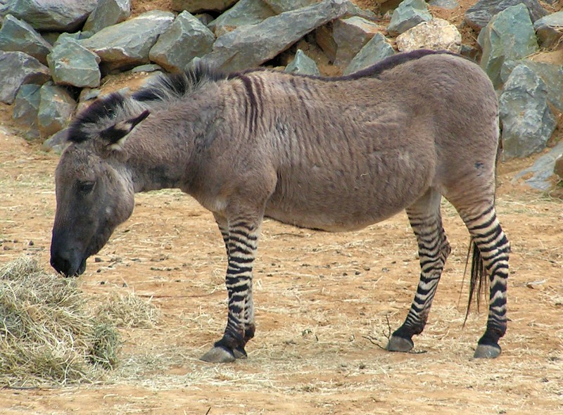 معلومات عن حيوان حمار