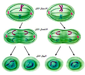 مراحل الانقسام الميوزي في الجسم - كل تفصيله عن الانقسام الميوزي 20160701 1670