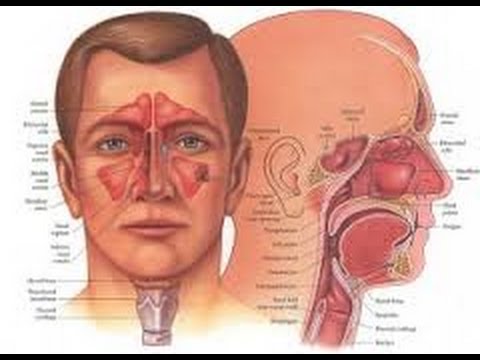 حساسية الجيوب الانفية وعلاجها بالاعشاب - افضل توليفه طبيعيه معالجه ومجربه 20160718 2077