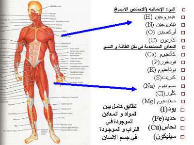 عجائب الخالق في جسم الانسان - صور عن اشياء و معجزات الله في جسدك 20160629 2220