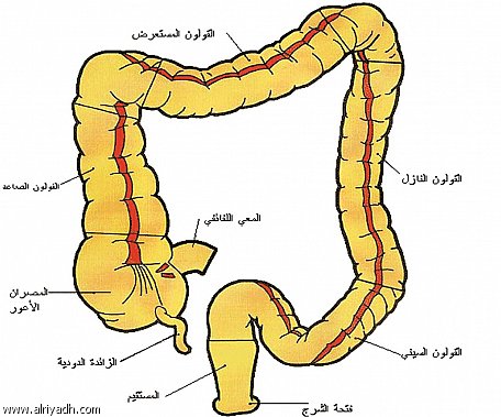القولون دة طلع مزعج اووى - تعرف علي امراض القولون 20160704 1511