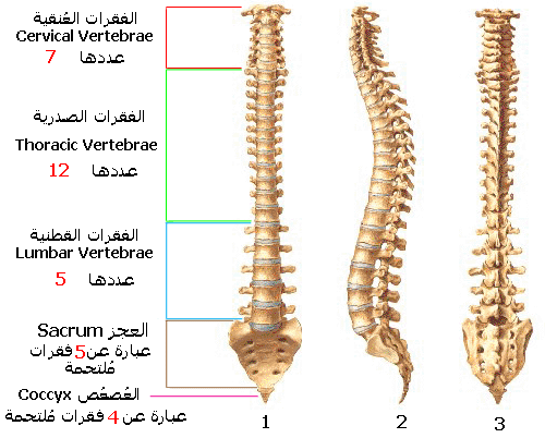 الجنف في العمود الفقري - تعريف العمود الفقري بما فيه 20160624 53