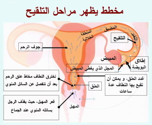 خروج دم في ايام التبويض 20160703 47