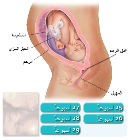 الحمل في الشهر السادس , اعرفي كل حاجه عن النصف الثاني من الحمل