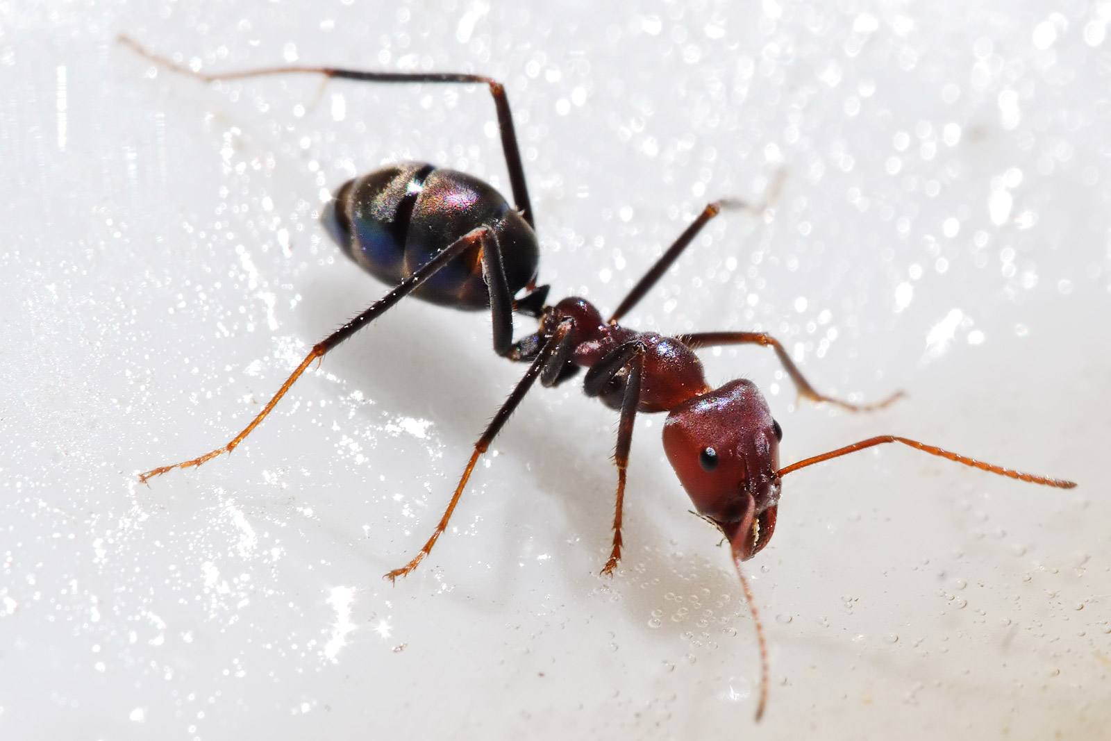 النمل مكنتش اعرف انه اصلا الحشرات النافعة - بحث عن الحشرات النافعة مثل النمل Meat Eater Ant Feeding On Honey02