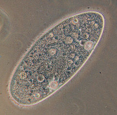 كل صغيرة وكبيرة عن الطلائعيات - بحث عن مملكة الطلائعيات 240Px Paramecium