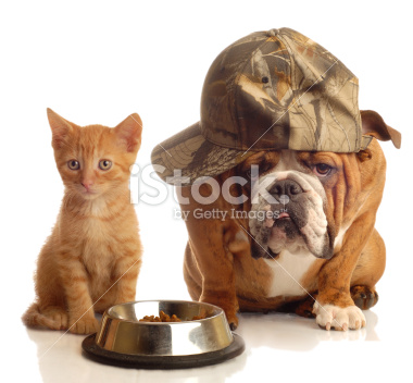 ما هو اكل القطط الشيرازي - الاطعمة المفضلة عند القطط الشيرازي Istockphoto 7620617 Dog And Cat At Food Dish