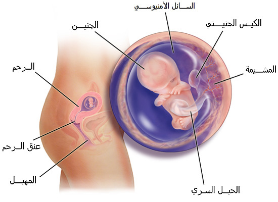 غذاء الحامل في الشهر الثالث - تفاصيل حجم الجنين في الحمل 20160716 506