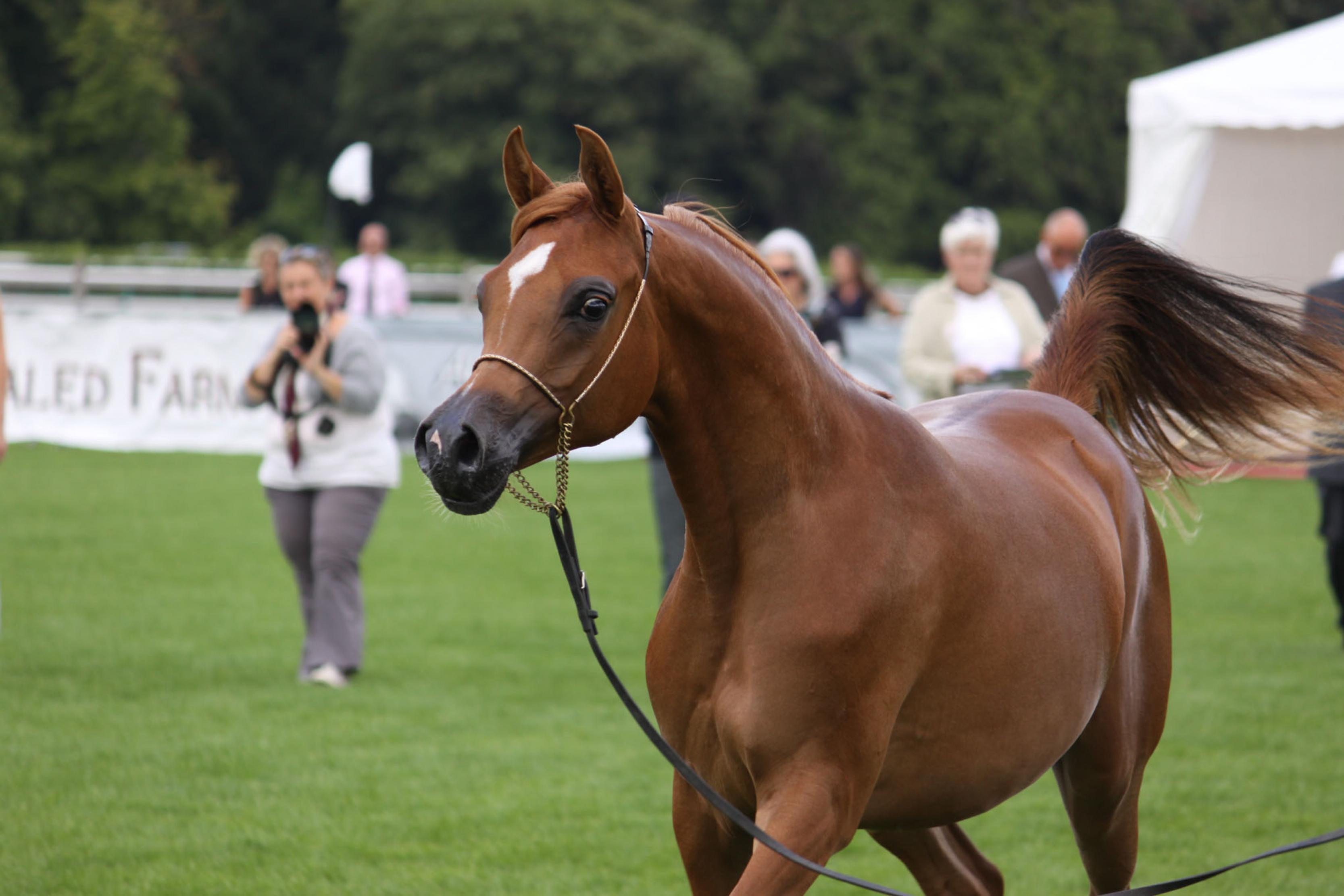 مجلة الفروسية لعشاق الخيل - صور لاجمال مشاركات من عشاق الخيول 20160703 1352