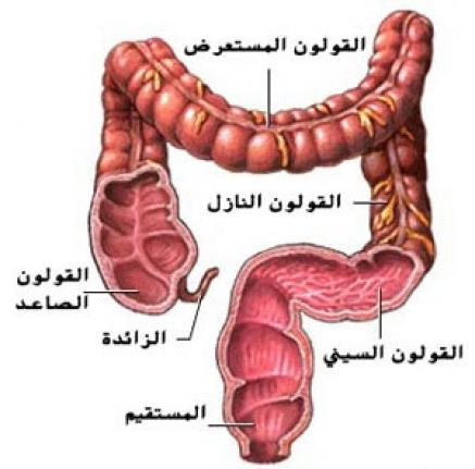 اين يوجد القولون في جسم الانسان , هل تعرف مكان القولون في جسد الانسان