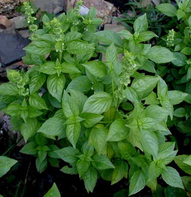 احدث صور نبات الريحان - النبات العطري الرائع المحبب للقلوب Basil Plant