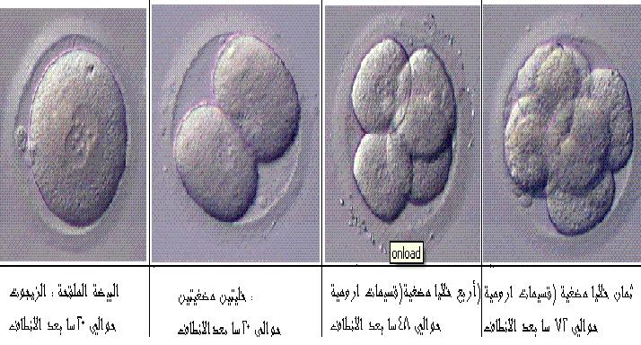 المواعيد المناسبه لتلقيح البويضة 20160720 252