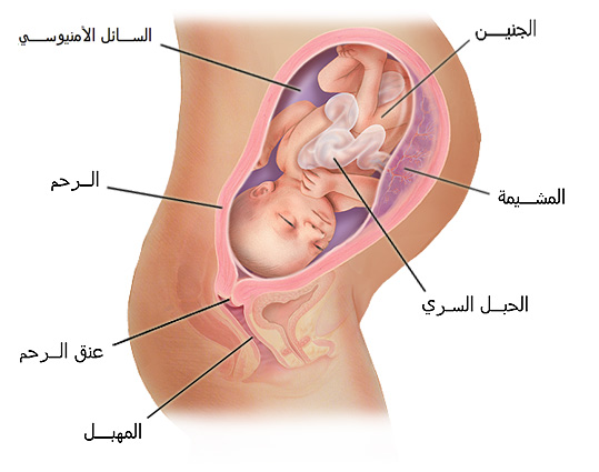 الطفل في الشهر الثامن في بطن امه Hwaml-Com 1307375509 694