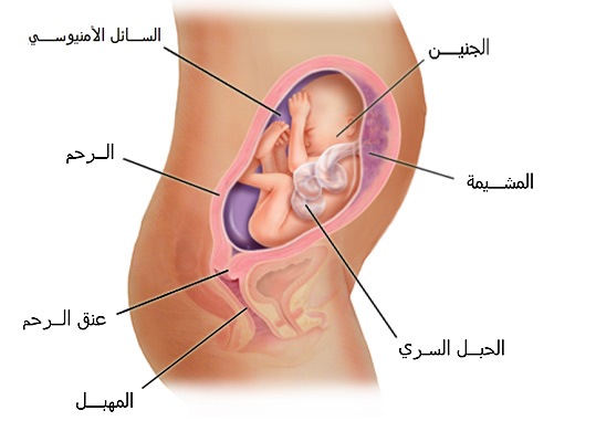 حجم الجنين في الشهر السادس