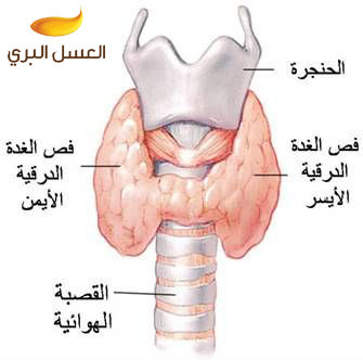 علاج الغدة الدرقية الخاملة بالقران 20160617 75