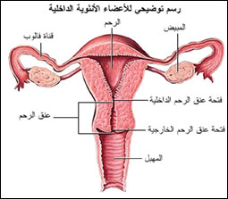 كيف اعرف ان مبايضي نشيطه 20160712 237