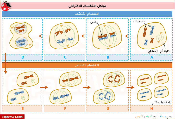 مراحل الانقسام الميوزي في الجسم - كل تفصيله عن الانقسام الميوزي 20160701 110