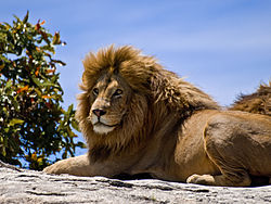 تعرف على حيوان السبع 250Px Male Lion On Rock