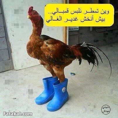 احلي صور نكت موريتانية جديدة 20160716 1950