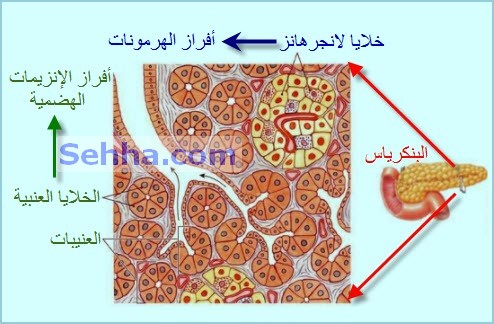 معلومات عن جزر لانجر هانز - ما هي جزر لانجري هانز بالتفصيل الكامل 20160709 424