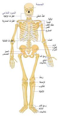 عرفت عدد عظام الجسم اللي مكنتش اعرفها - عدد عظام جسم الانسان 20160702 1714