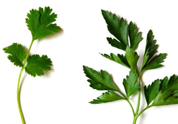 الفرق بين الكزبرة والبقدونس - كتير بنحتار نميز بين نوعين الخضار دول Coriander Parsley Difference 971825 Large