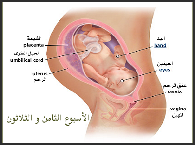 حركة الجنين في الاسبوع الثامن عشر 20160621 12