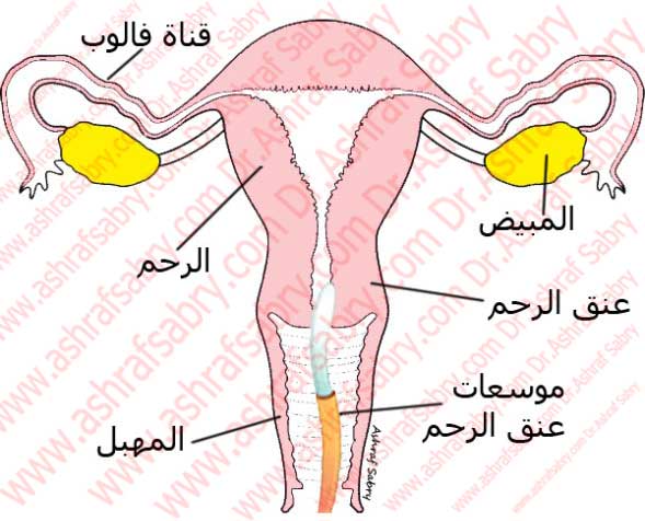 عملية توسيع عنق الرحم - وداعا لاسباب تاخير الحمل 20160707