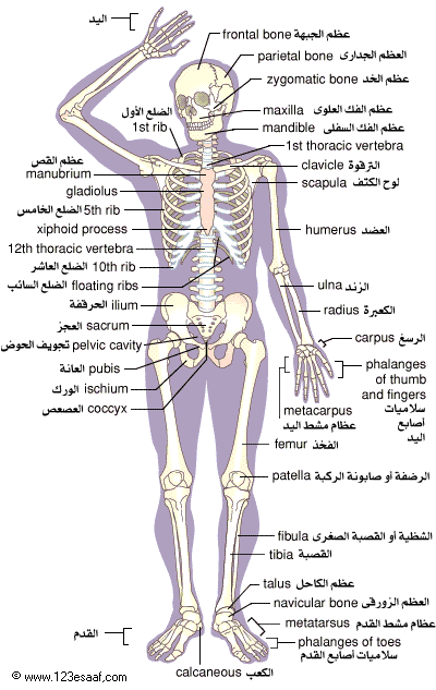 عرفت عدد عظام الجسم اللي مكنتش اعرفها , عدد عظام جسم الانسان