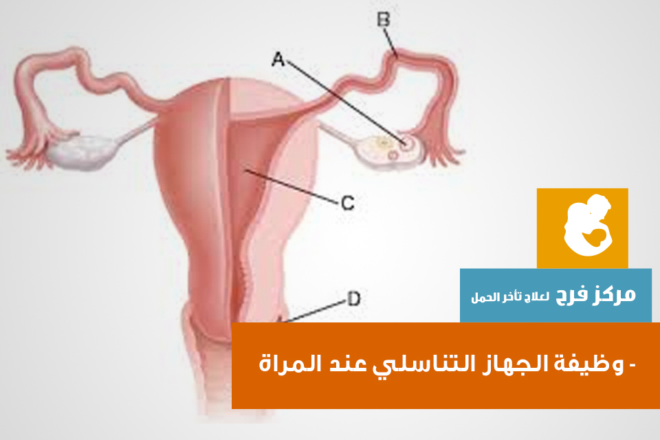 شرح كامل للطبيب - طبيب نساء وعقم و جهاز تناسل 20160626 168