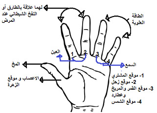 اسماء اصابع اليد باللغة العربية الفصحي 20160708 1564