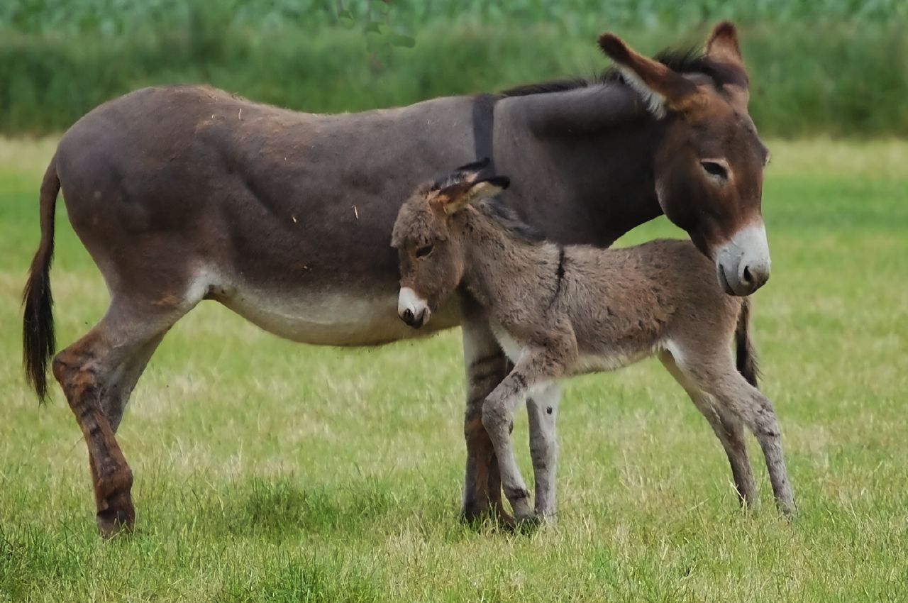 حيوان اماته الله - سبحان الخالق يحي ويميت Donkey