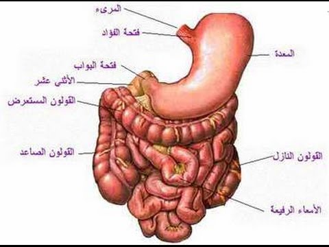 خفت بطني في دقائق - علاج المغص و الام البطن 20160626 123