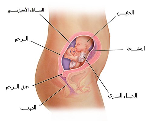 الجنين في الشهر الرابع من الحمل 20160629 1741