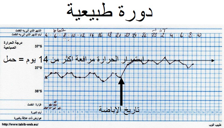 كيفية معرفة فترة الاباضة عند المراه