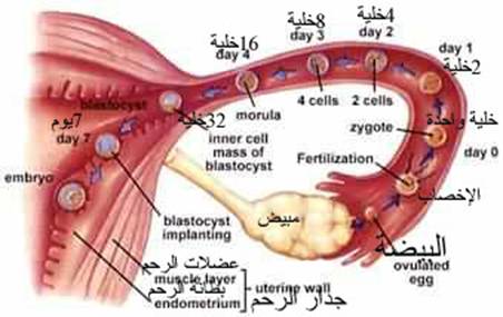 المعاد المظبوط لانغراس البويضة في الرحم - انغراس البويضة في الرحم 20160627 2508