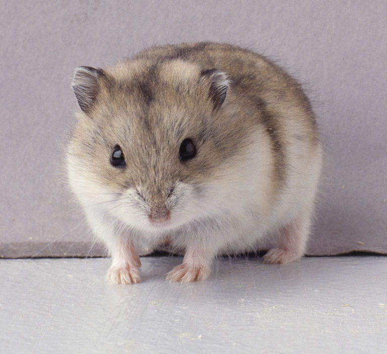 صور الهامستر الروسي القزم - صور الهامستر الروسي اللي مكسر الدنيا Winter White Hamster