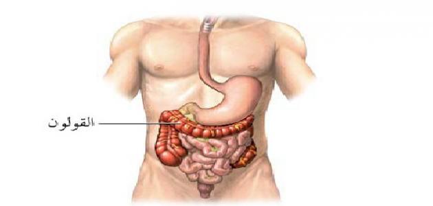 اين يوجد القولون في جسم الانسان - هل تعرف مكان القولون في جسد الانسان 20160719 903