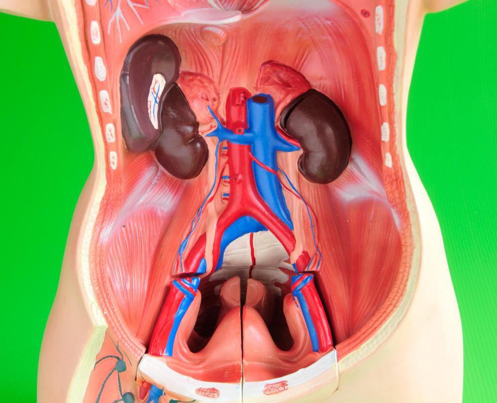 مشروبات مذهلة لمرضي الكلي - مشروبات مفيده لغسيل الكلى Kidney Problem