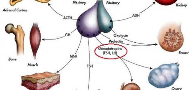 معلومات عن تحليل هرمون Lh - معلومات تهم كل رجل متزوج 20160714 847