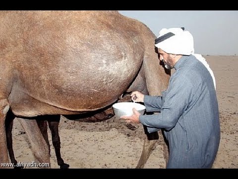 اغرب فوائد بول الابل - هذا العلاج موروث وليس اختراع ستفاجئ ماذا يفعل 20160704 2238