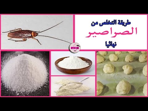 مبقاش عندى ولا صرصار - طرق للتخلص من الصراصير نهائيا 20160624 2048