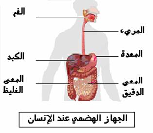 صورة الجهاز الهضمي عند الانسان Image029