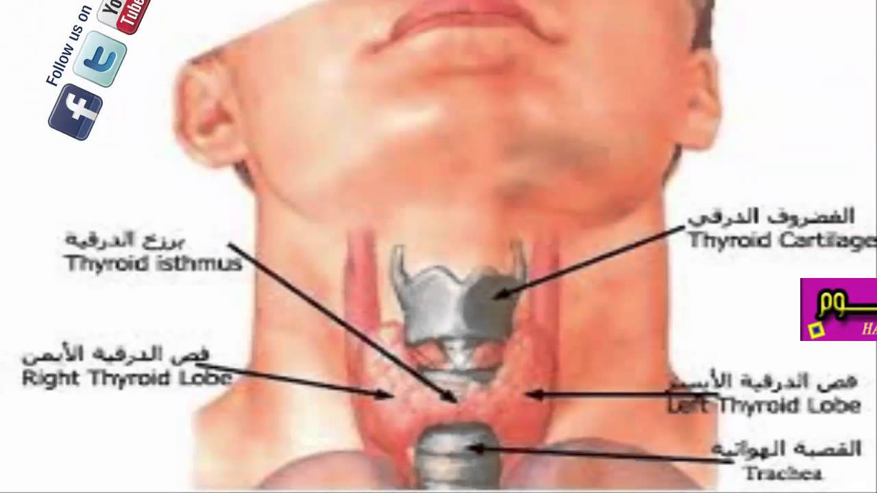 علاج الغدة الدرقية الخاملة بالقران