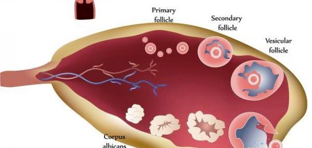 علاج كيس في المبيض - معلومات كامله عن تكيس المبيض وعلاجه 20160718 5060