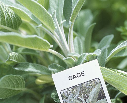 ترجمة اعشاب الميرمية بالفرنسية Sage