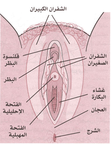 افرازات الرحم البيضاء اللزجة